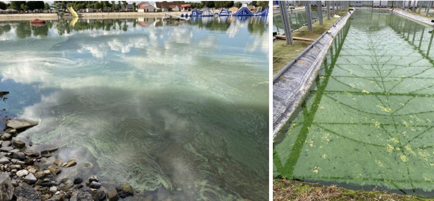 cyanobacteria
