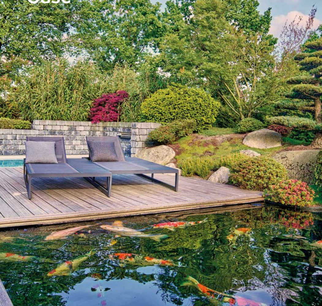 koi pond with large fish koi pond with large fish